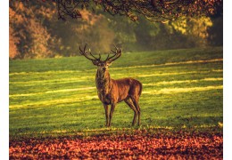 Descubre los Montes de Toledo en primavera y vive una explosión de naturaleza