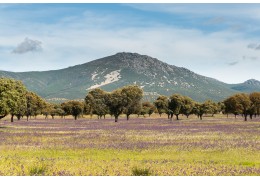 Descubre los Montes de Toledo y relájate en El Callejón del Pozo
